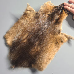 Muskrat Pelt
