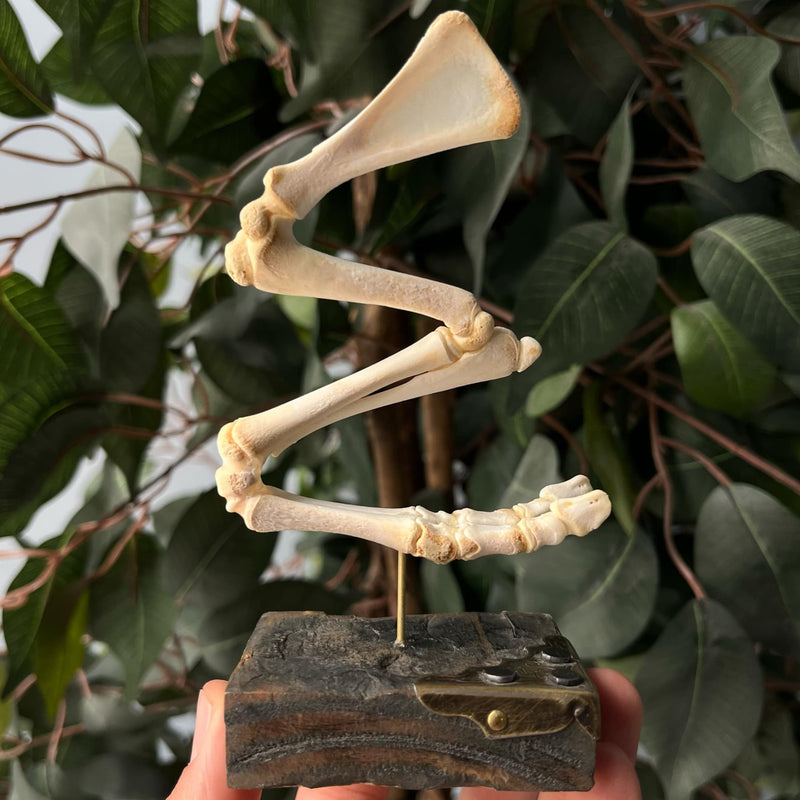 Articulated Goat Leg A (SALE)