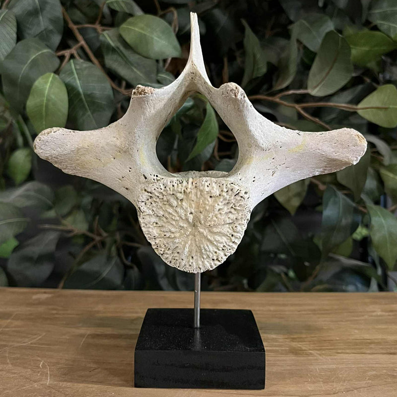 Beluga Whale Vertebrae, D (Ontario Only)
