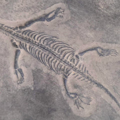 Keichousaurus Fossil Skeleton, A
