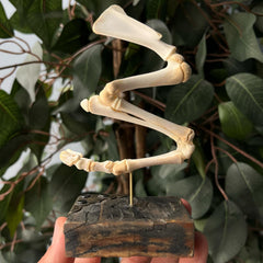 Articulated Goat Leg A (SALE)
