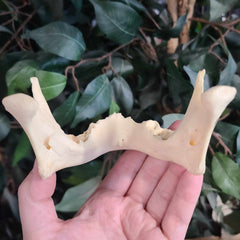 Human Jaw (Mandible) A