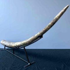 Stegodon Tusk A (47
