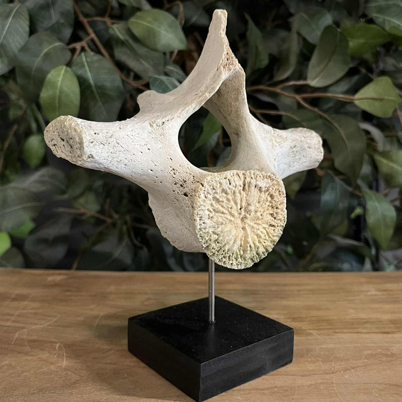 Beluga Whale Vertebrae, D (Ontario Only)