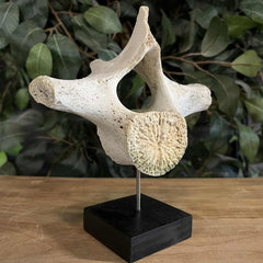 Beluga Whale Vertebrae, D (Ontario Only)