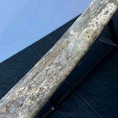 Stegodon Tusk A (47