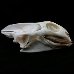 Softshell Turtle Skulls