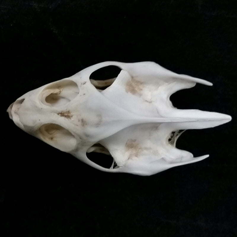 Softshell Turtle Skulls