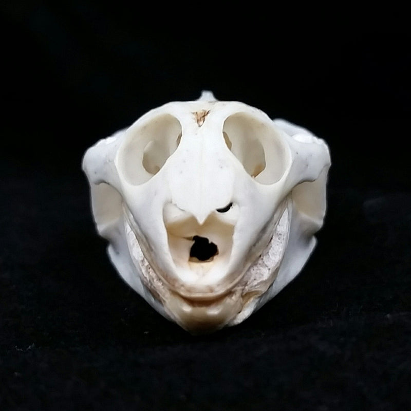 Softshell Turtle Skulls