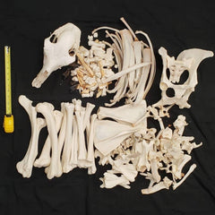 Llama Skeleton, Disarticulated A