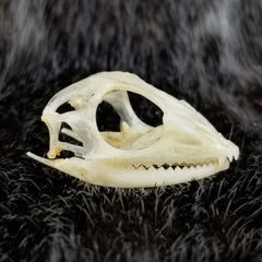 Maned Forest Lizard Skull