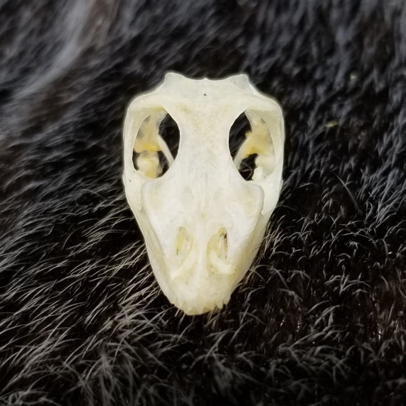 Maned Forest Lizard Skull
