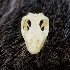 Maned Forest Lizard Skull