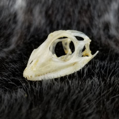 Maned Forest Lizard Skull