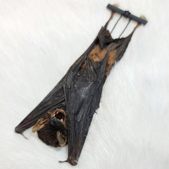 Intermediate Long-Fingered Bat Taxidermy, Hanging