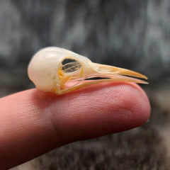 Ashy Taylorbird Skull