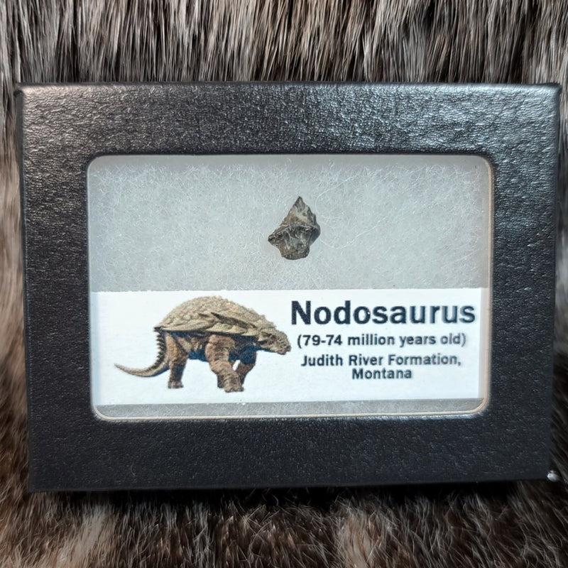 Nodosaurus Dinosaur Tooth A