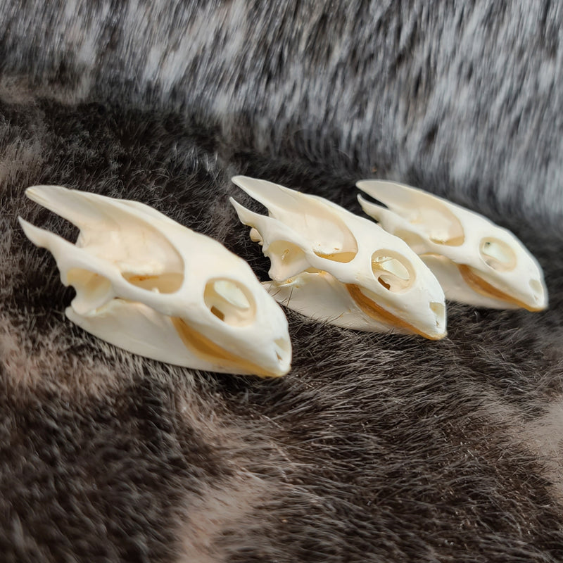 Softshell Turtle Skulls