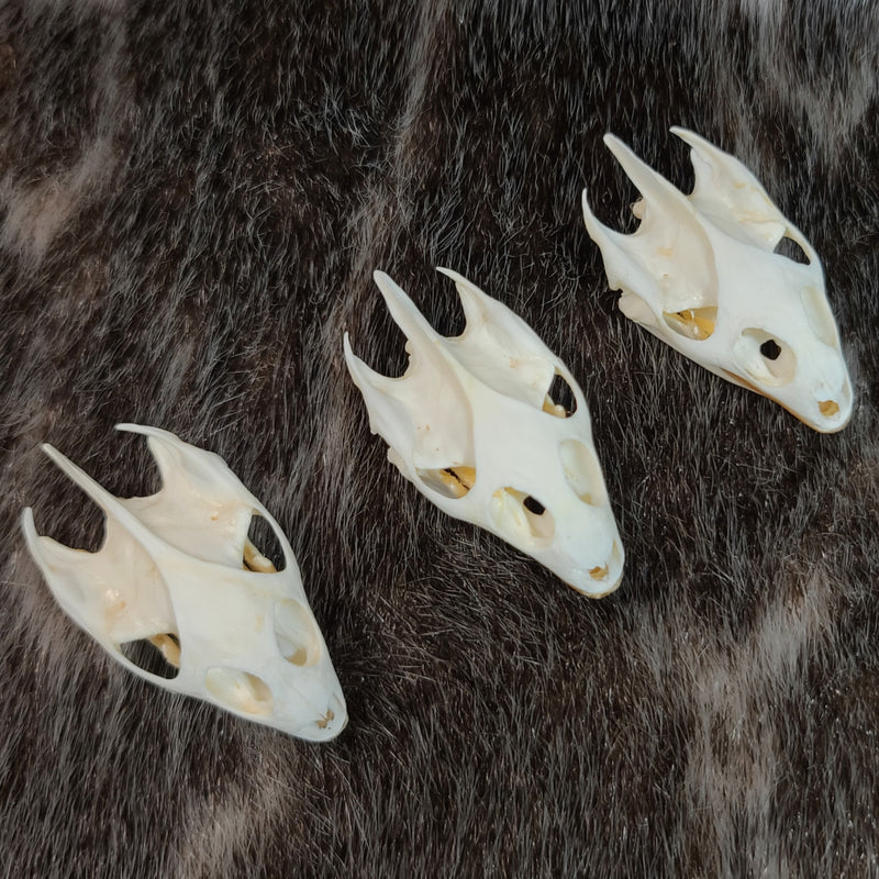 Softshell Turtle Skulls