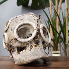 Solomon Islands Human Skull