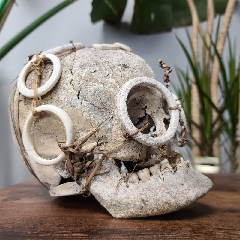 Solomon Islands Human Skull, Ex-Museum