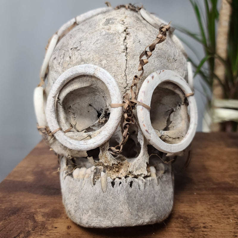 Solomon Islands Human Skull, Ex-Museum