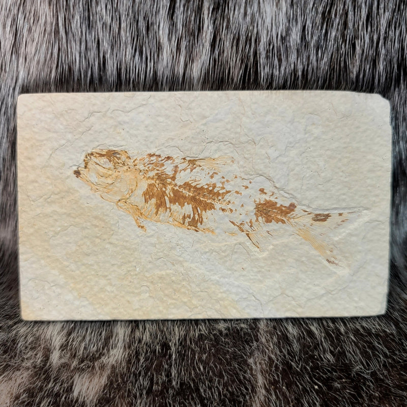 Diplomystus Fossil Fish (B Grade)