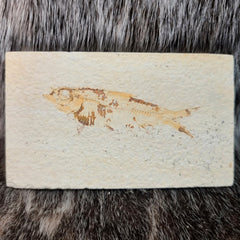 Diplomystus Fossil Fish (B Grade)