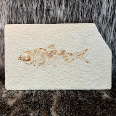 Diplomystus Fossil Fish (B Grade)