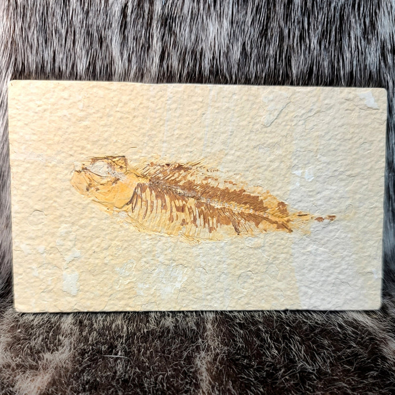 Diplomystus Fossil Fish (B Grade)
