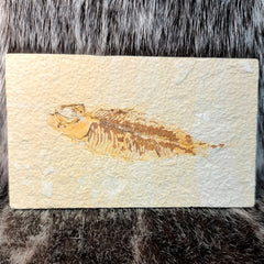 Diplomystus Fossil Fish (B Grade)