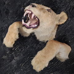 Lion Taxidermy Wallmount (SALE)