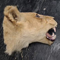 Lion Taxidermy Wallmount (SALE)