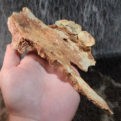 Cave Bear Skull Segment