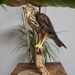 African Goshawk Taxidermy (SALE)