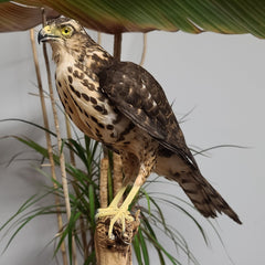 African Goshawk Taxidermy (SALE)