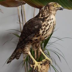 African Goshawk Taxidermy (SALE)