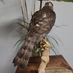 African Goshawk Taxidermy (SALE)