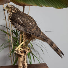 African Goshawk Taxidermy (SALE)