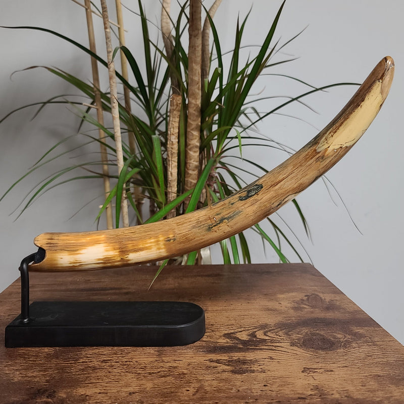 Woolly Mammoth Tusk G, 14"