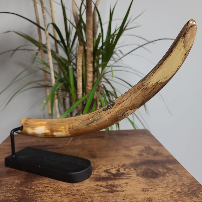 Woolly Mammoth Tusk G, 14"