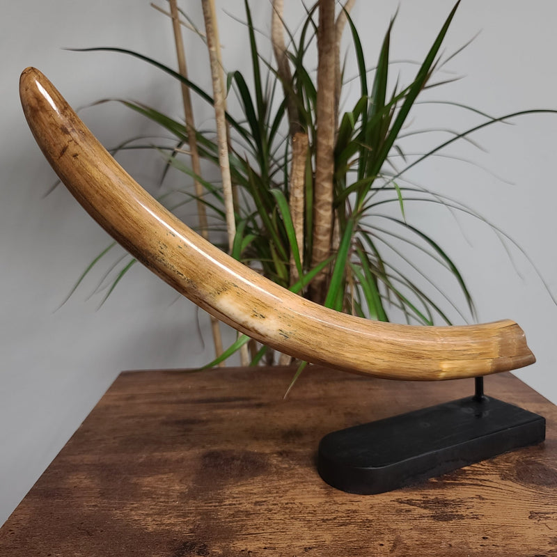 Woolly Mammoth Tusk G, 14"