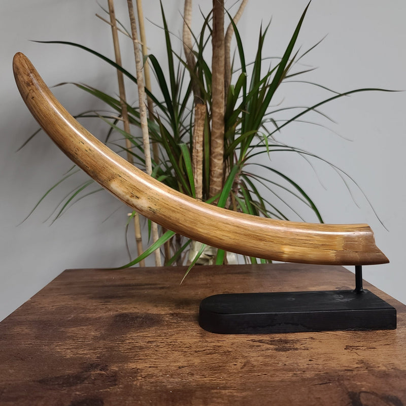 Woolly Mammoth Tusk G, 14"