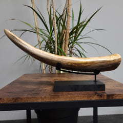 Woolly Mammoth Tusk H, 14