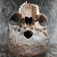 Dayak Ethnographic Skull, Tusks (SALE)