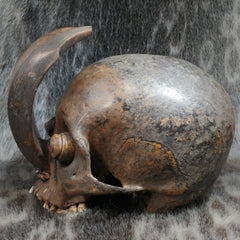 Dayak Ethnographic Skull, Tusks (SALE)