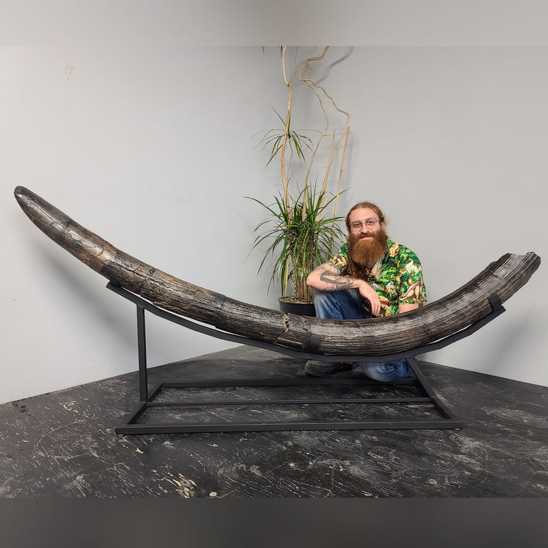 Stegodon Tusk B (85"), (SALE)