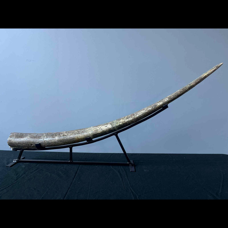 Stegodon Tusk A (47")