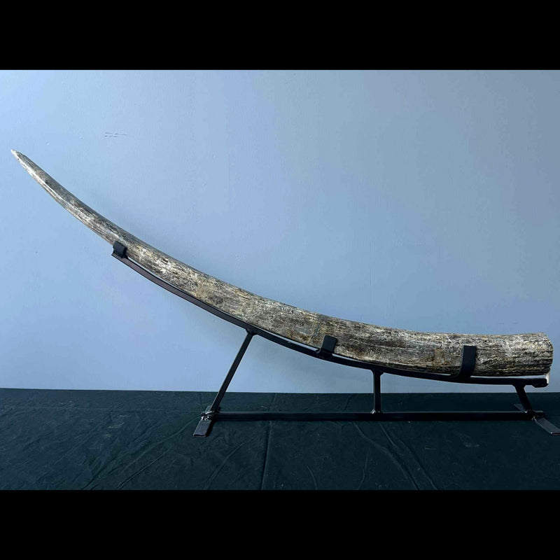 Stegodon Tusk A (47")