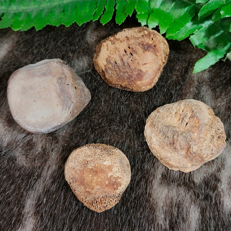 Human Patella (Kneecaps)